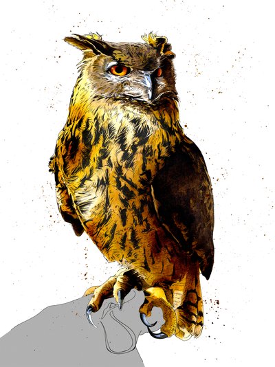 The Eagle Owl on White by Mike Davis