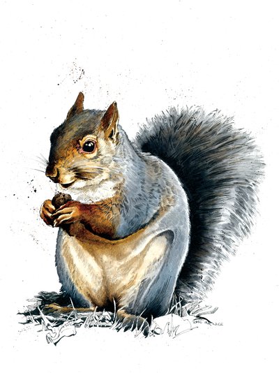 The Grey Squirrel by Mike Davis