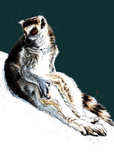 The Lazy Lemur on Midnight Blue, 2020 by Mike Davis