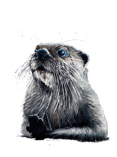 The Otter on White by Mike Davis