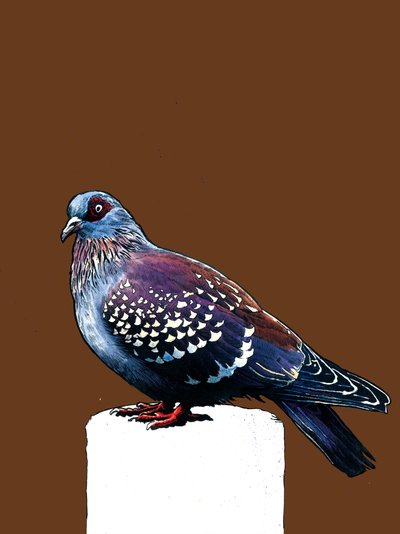 The Pigeon by Mike Davis