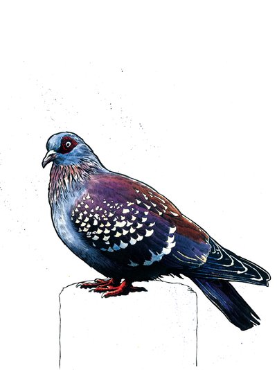 The Pigeon by Mike Davis