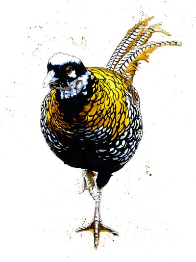 The Reeves Pheasant by Mike Davis