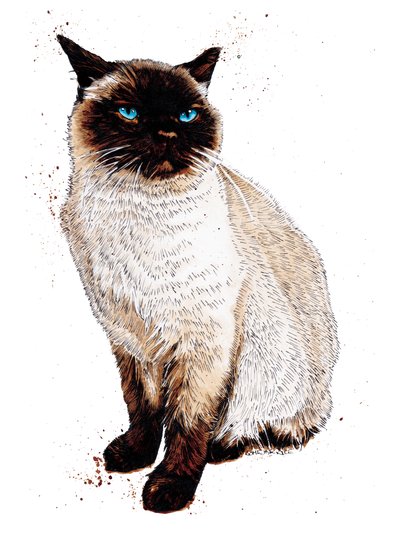 The Siamese Cat on White, 2020 by Mike Davis