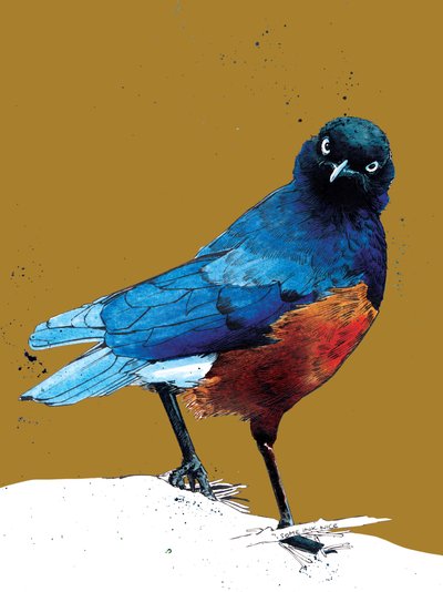 The Superb Starling on Golden Yellow, 2020 by Mike Davis