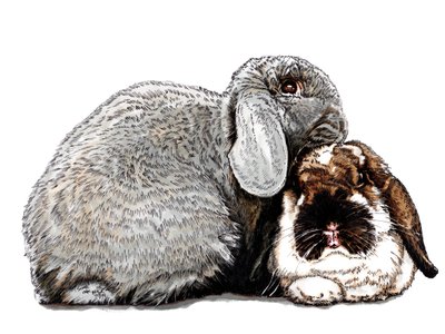 Thinking of Bunnies on White by Mike Davis