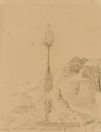 Oak Tree on Mount Sinai by Miner Kilbourne Kellogg