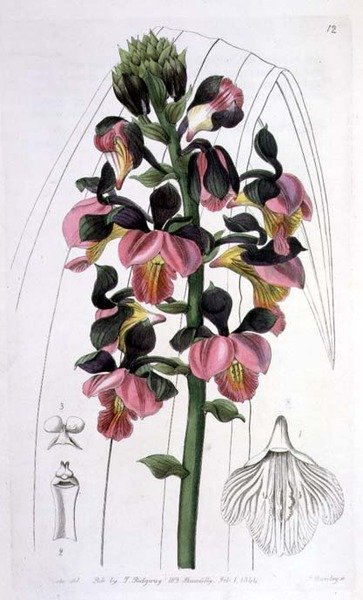 Orchis Lissochilus Roseus, Published by I. Ridgway by Miss Drake
