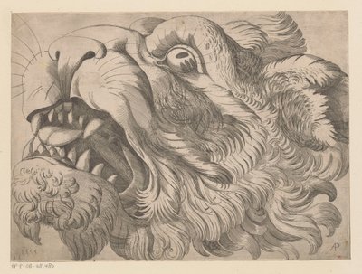 Head of a Lion by Monogrammist AP