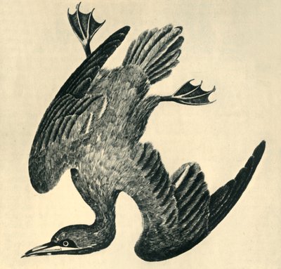 Gannet by Moses Griffiths