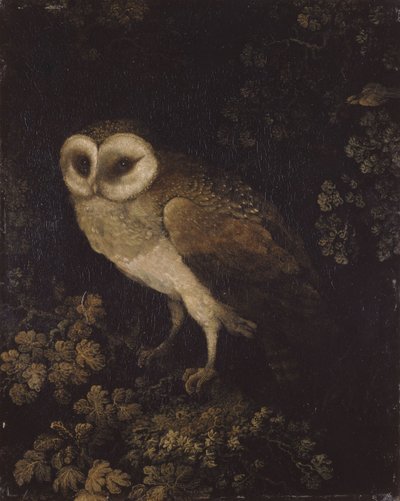 An Owl by Moses Haughton