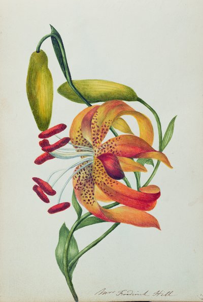 Tiger Lily by Mrs Frederick Hill