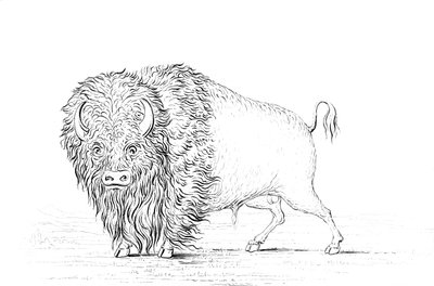 Buffalo by Myers and Co