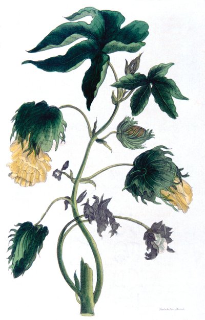 Gossypium - Cotton Plant, 1823 by Neale and Son