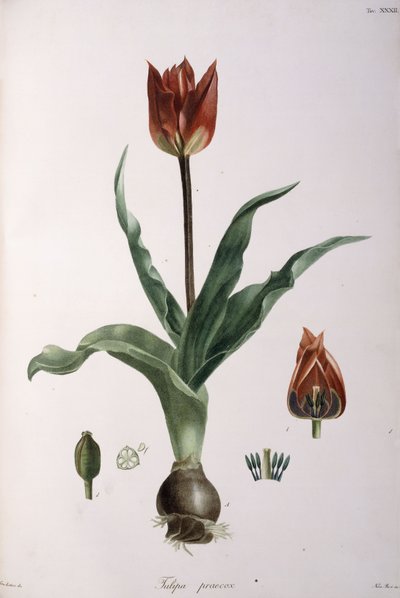 Tulipa praecox by Neapolitan School