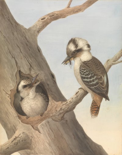 Kookaburra (Laughing Hans) by Neville Henry Cayley