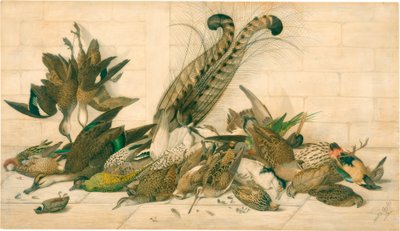 Untitled (Australian gamebirds) by Neville Henry Cayley