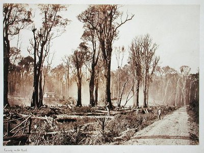 Seventy-Mile Bush by New Zealander Photographer