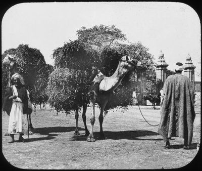 Camels Carrying Fodder, Egypt, c1890 by Newton and Co