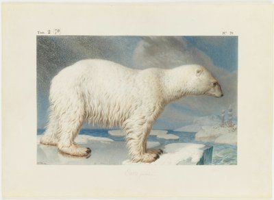 Polar bear by Nicolas Maréchal