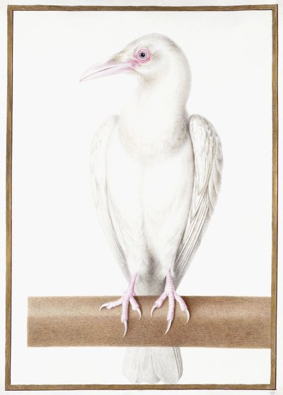 Albino Crow by Nicolas Robert