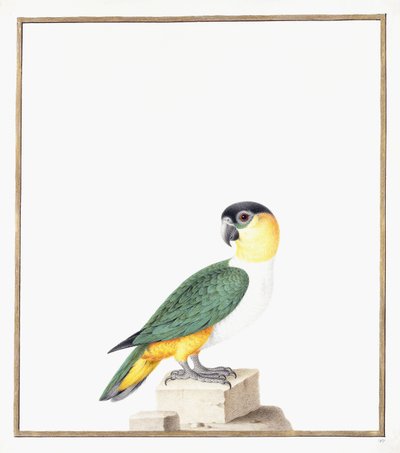 Black-capped Parrot by Nicolas Robert