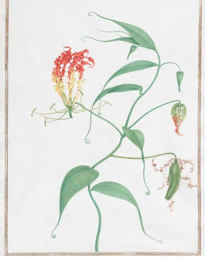Gloriosa Superba Climbing Lily, ca. 1660 by Nicolas Robert