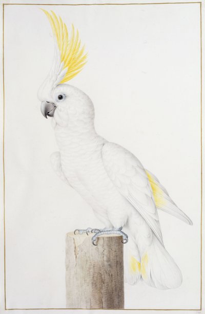 Sulphur-crested Cockatoo by Nicolas Robert