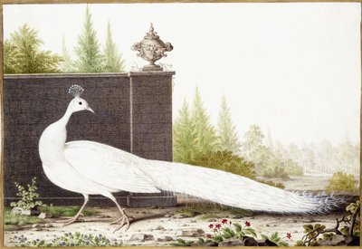 White Peacock by Nicolas Robert