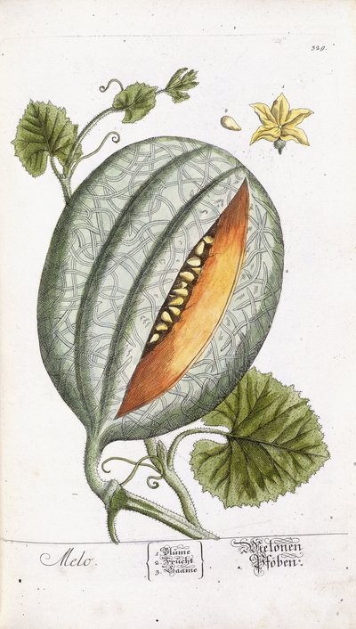 A Melon by Nikolaus Friedrich Eisenberger