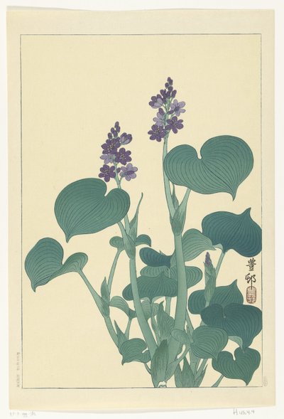 Blooming Hosta by Ohara Koson
