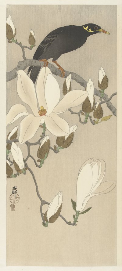 Myna on Magnolia Branch by Ohara Koson