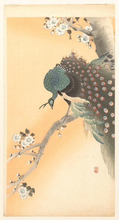 Peacock in Cherry Tree by Ohara Koson