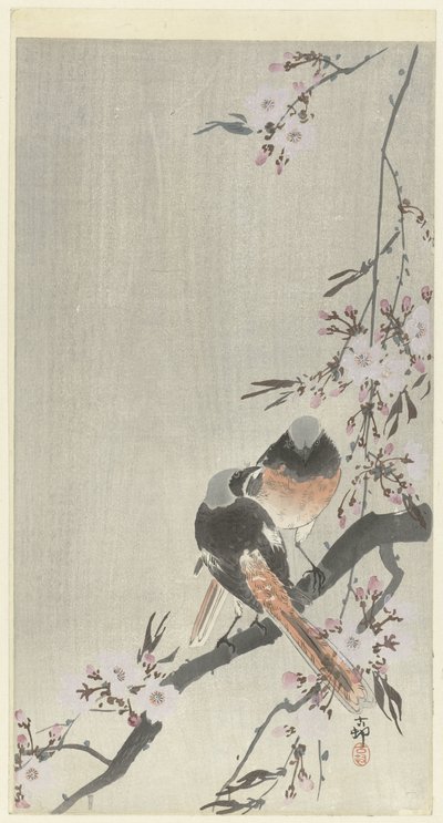 Two Redstarts with Cherry Blossom by Ohara Koson