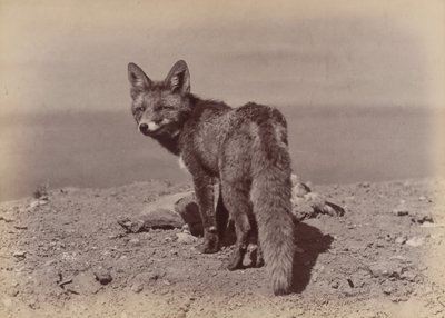 Fox by Ottomar Anschütz