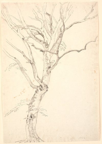 Leafless Beech Tree by P.C. Skovgaard