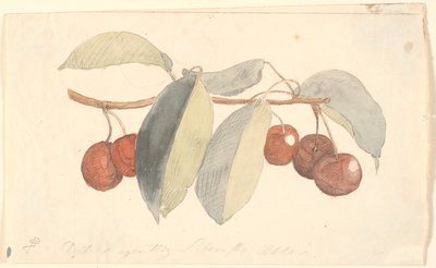 A Branch with Paradise Apples by P.C. Skovgaard