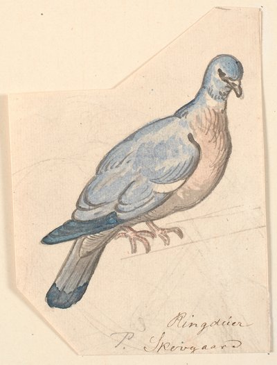 A Wood Pigeon by P.C. Skovgaard