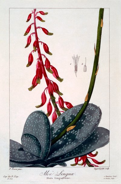 Aloe lingua by Panacre Bessa