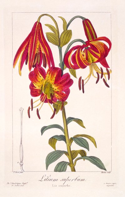 American Turkscap Lily by Panacre Bessa