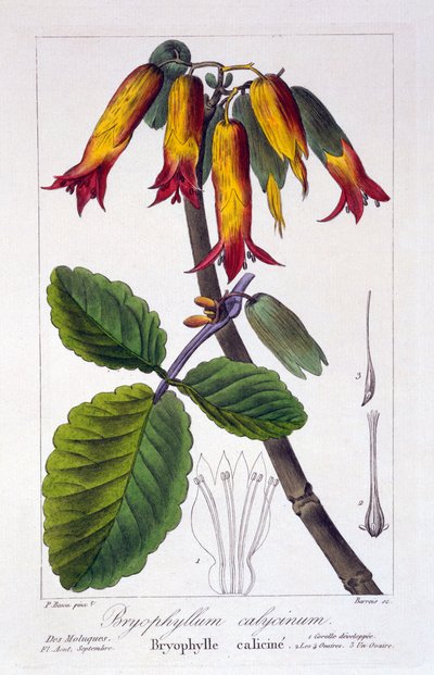 Bryophyllum Calycinum, Published 1836 by Panacre Bessa