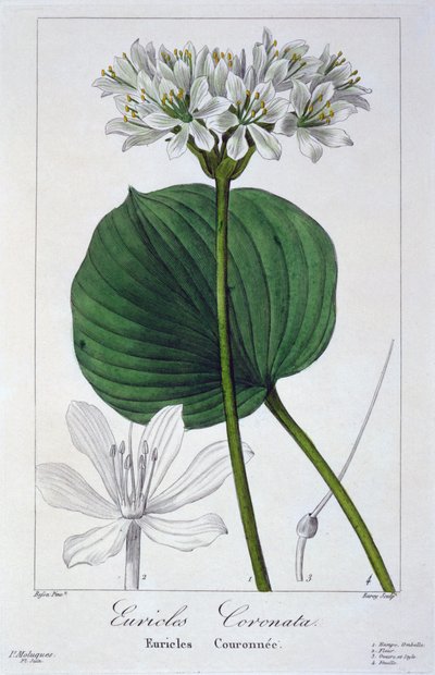 Euricles coronata by Panacre Bessa