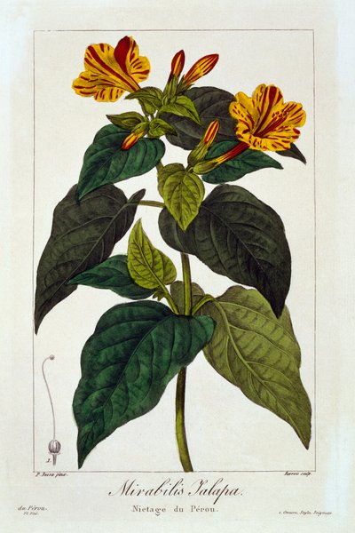 Ipomea Purga, 1836 by Panacre Bessa