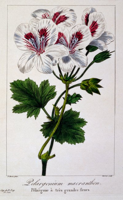Pelargonium Macranthon, pub. 1836 by Panacre Bessa