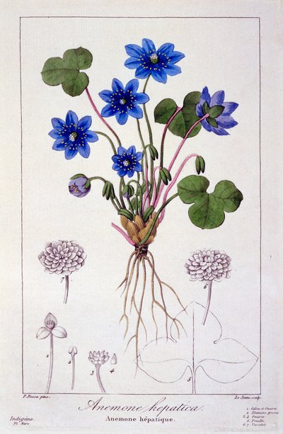 Hepatica Nobilis, 1836 by Pancrace Bessa
