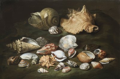 Still Life with Shells by Paolo Porpora