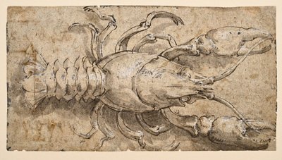 Crayfish by Parmigianino