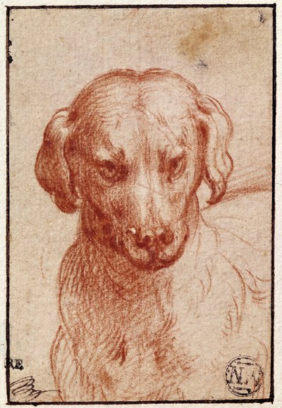 Head of a Dog by Parmigianino