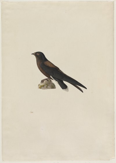 Needle-Tailed Swift Hirundapus Caudaculus by Paul Huet