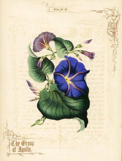 Morning Glory Flowers and Foliage by Paul Jerrard